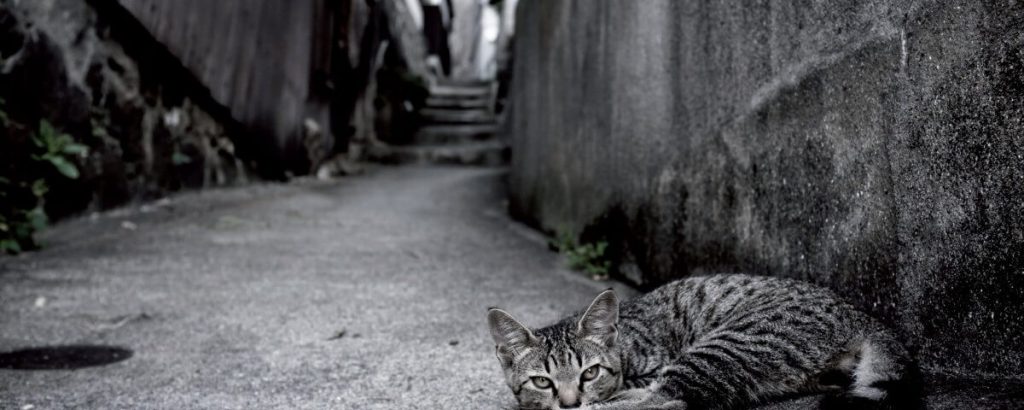 Bir İyilik Yap Denize At